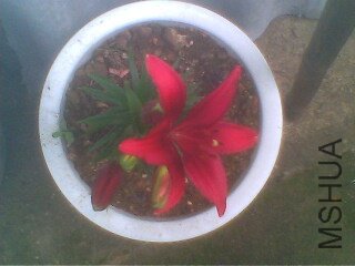IMG0222A.jpg