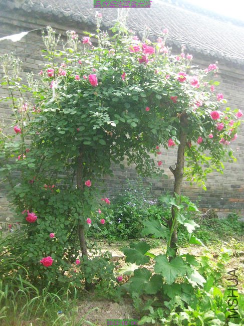 nEO_IMG_��Ƭ 095.jpg