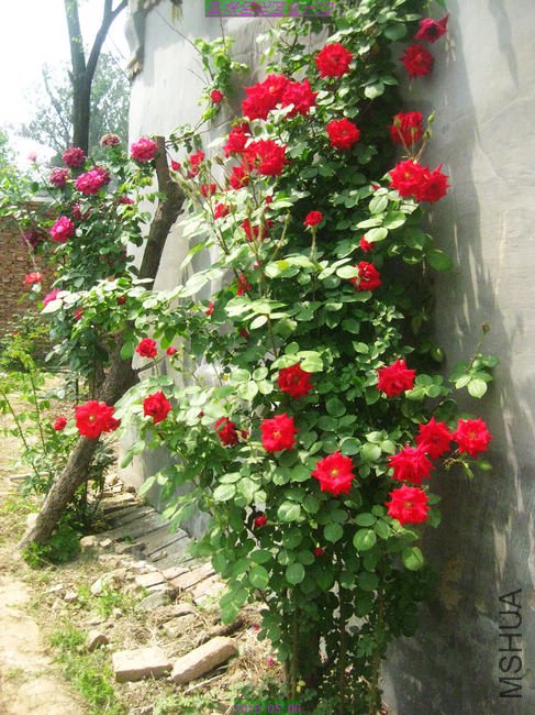 nEO_IMG_��Ƭ 061.jpg