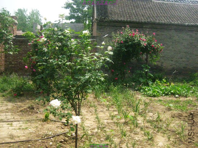 nEO_IMG_��Ƭ 063.jpg