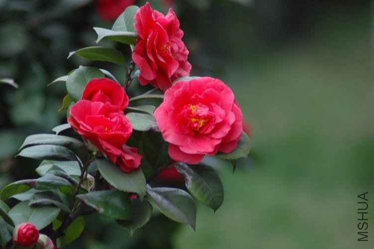 DSC_06430643.JPG