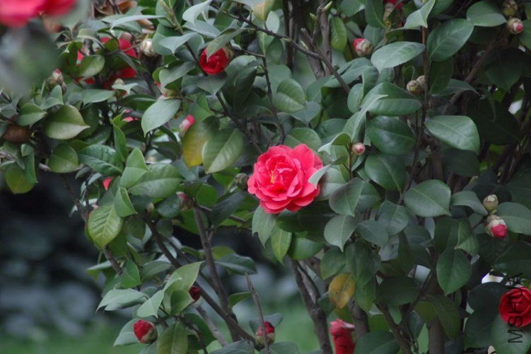DSC_06410641.JPG