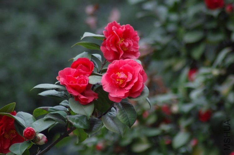 DSC_06400640.JPG