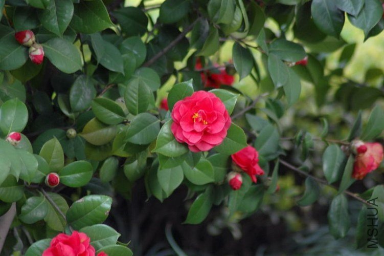 DSC_06250625.JPG
