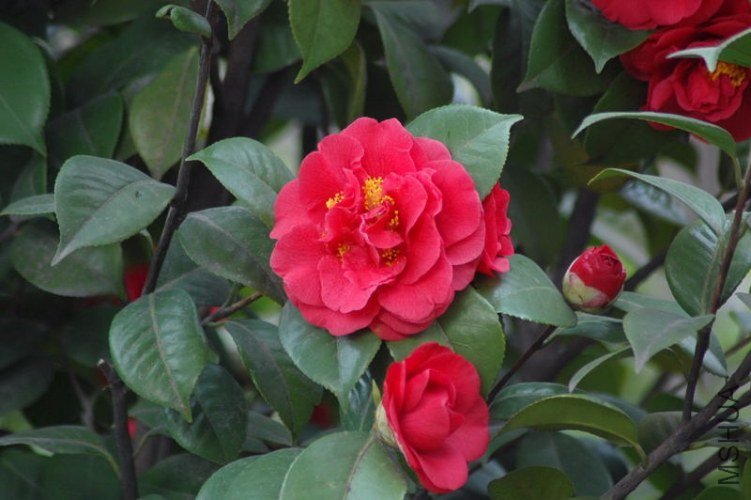 DSC_06130613.JPG