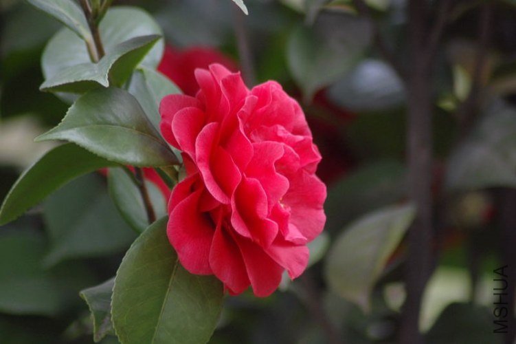 DSC_06060606.JPG