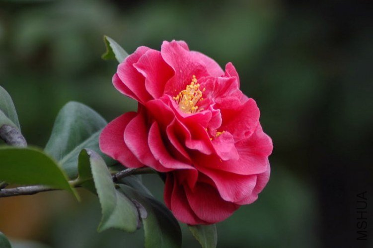 DSC_06030603.JPG