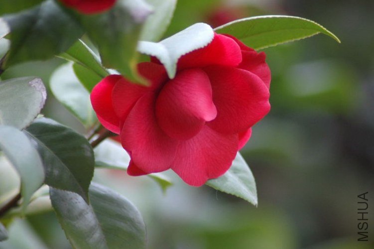 DSC_06040604.JPG