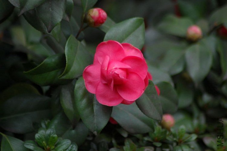 DSC_04120412.JPG
