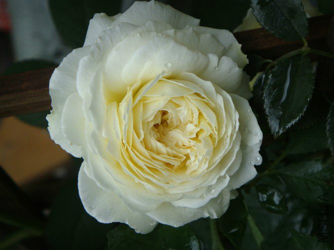psbCAB1RXJ9.jpg
