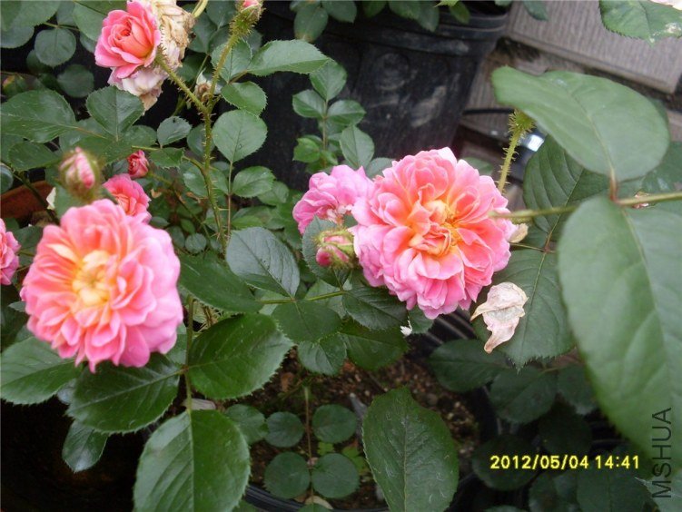 SDC14907_����.jpg