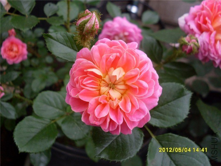 SDC14908_����.jpg