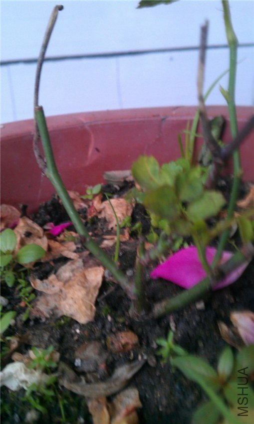 IMAG0545_����.jpg