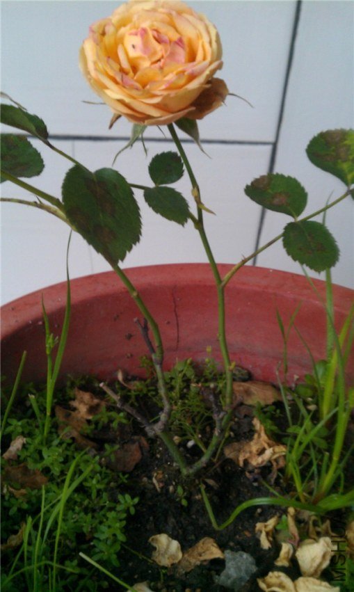 IMAG0546_����.jpg