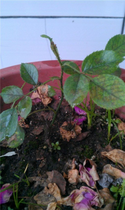 IMAG0549_����.jpg