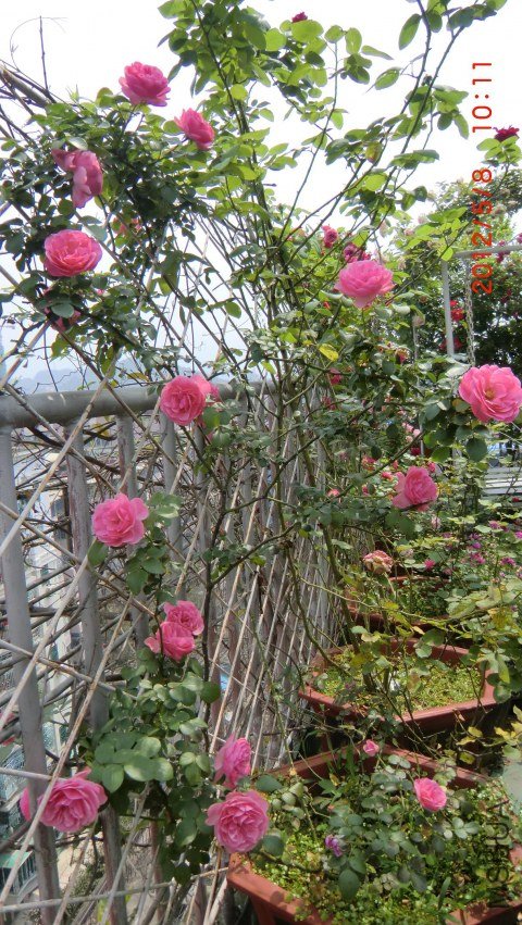 ��ɫ�����