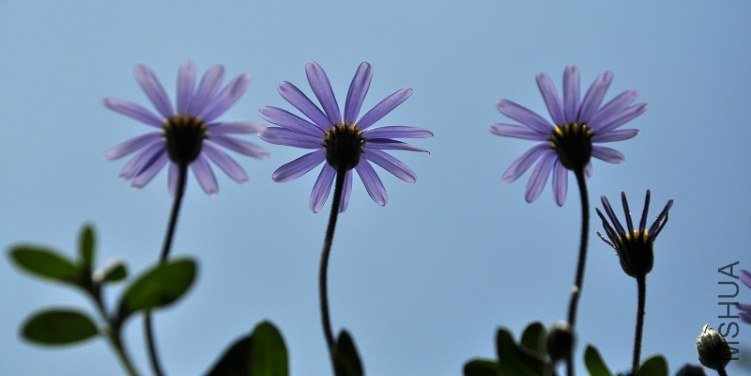 DSC_3926.jpg