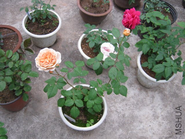 IMG_4131.JPG