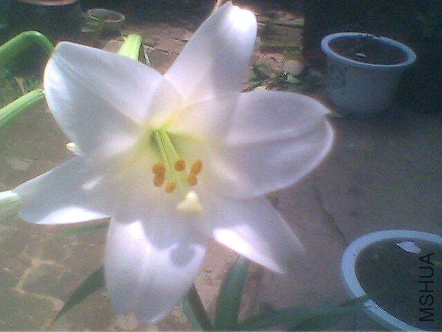 IMG0224A.jpg