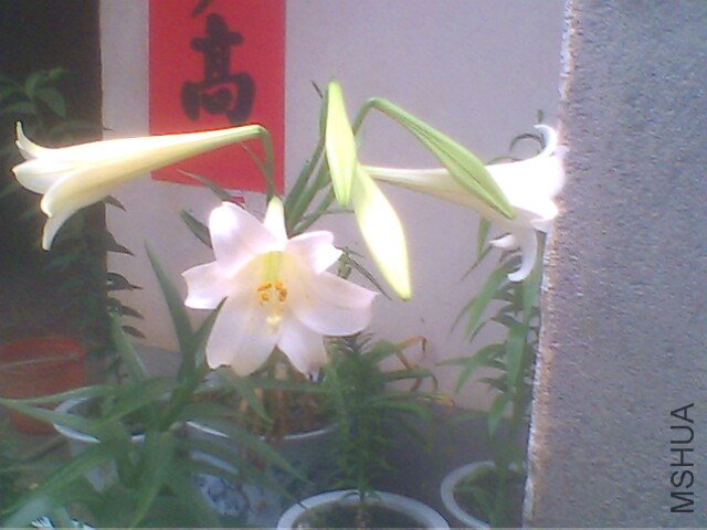 IMG0223A.jpg