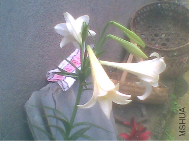 IMG0225A.jpg