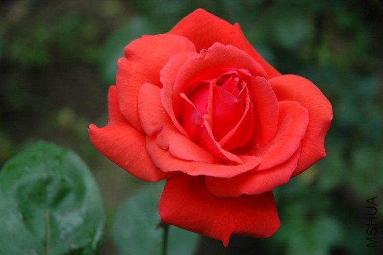 DSC_1078.JPG
