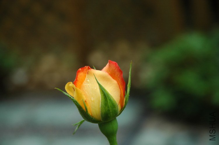 DSC_1080.JPG