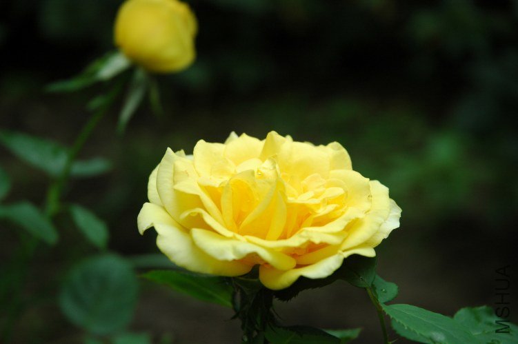 DSC_1082.JPG