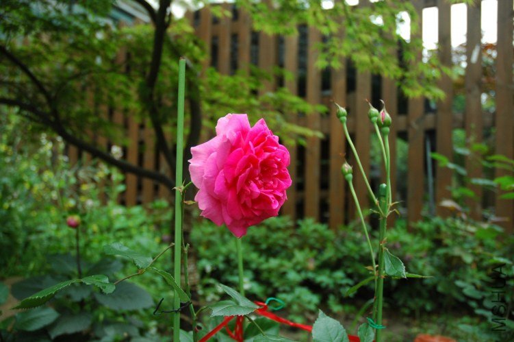 DSC_1084.JPG
