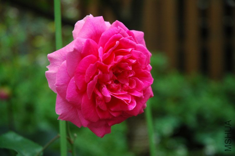 DSC_1085.JPG