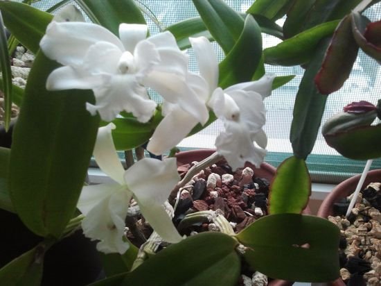 nEO_IMG_2012-05-04 05.45.36.jpg
