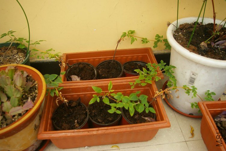 IMGP96541.jpg