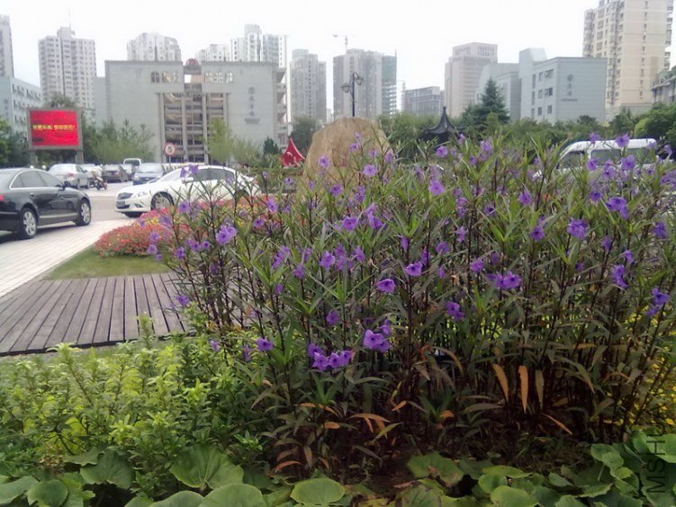 20110909015_������С.jpg