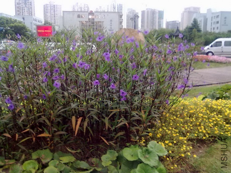 20110909016_������С.jpg