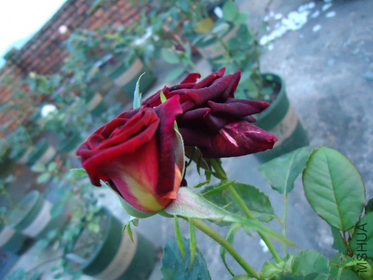 ������ (4).jpg