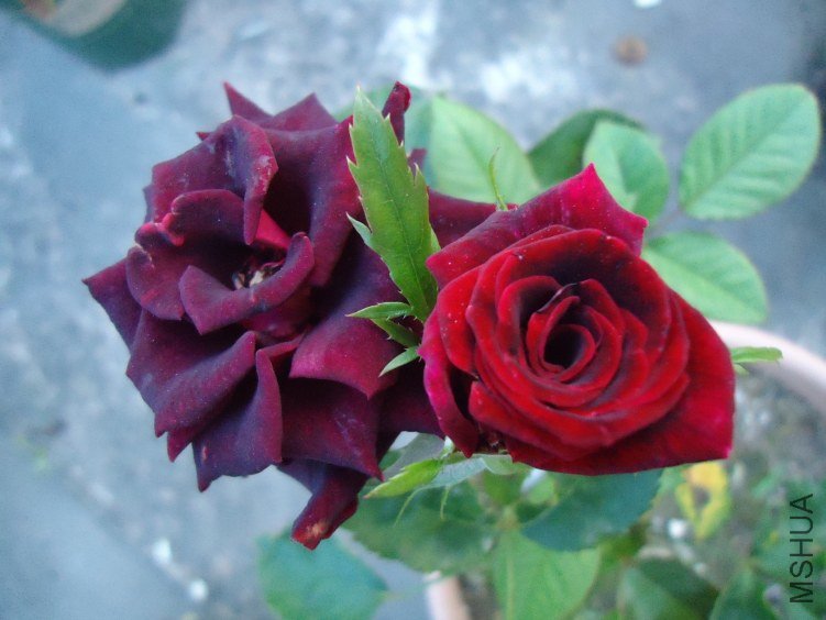 ������ (5).jpg