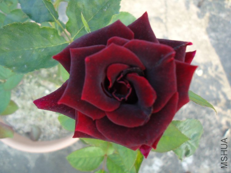 ������ (1).jpg