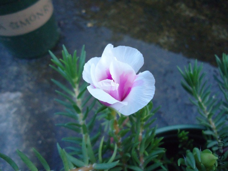 ̫���� (1).jpg