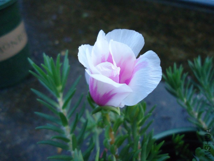 ̫���� (2).jpg