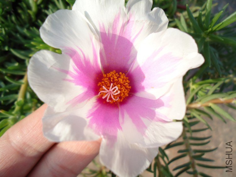 ̫���� (3).jpg