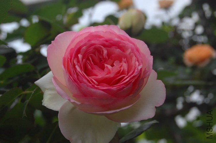DSC_00270027.JPG
