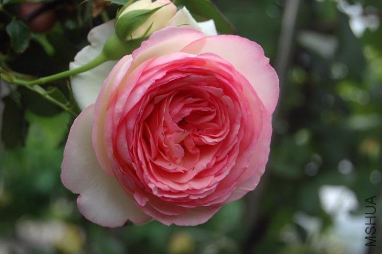 DSC_00300030.JPG