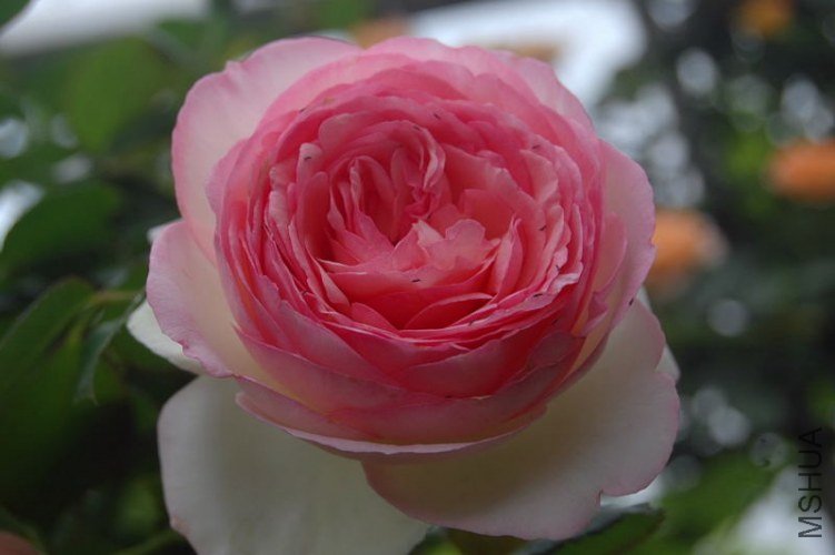DSC_00340034.JPG