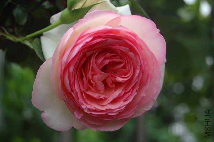 DSC_00310031.JPG