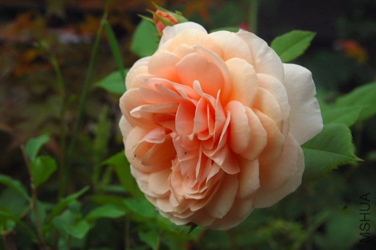 DSC_00450045.JPG
