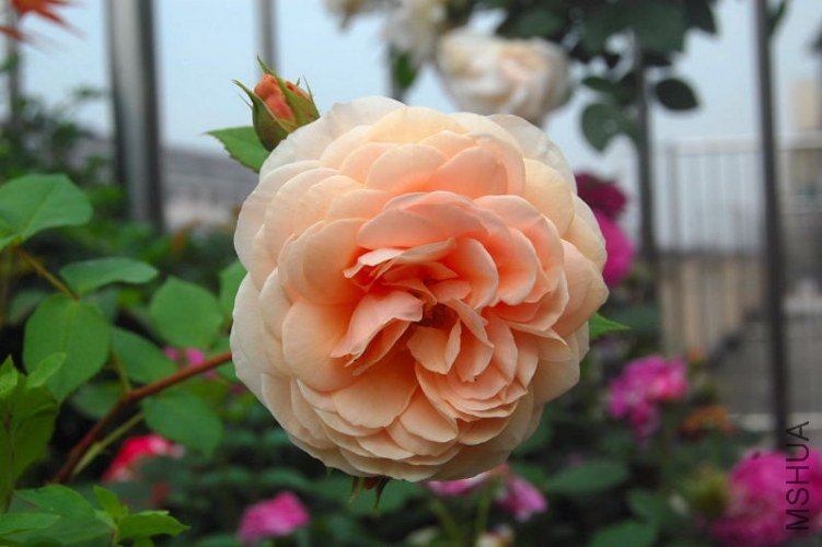 DSC_00460046.JPG