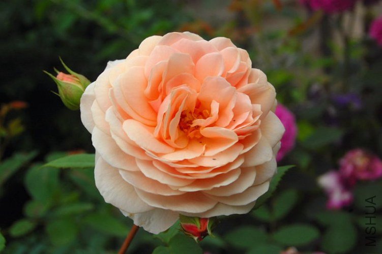 DSC_00480048.JPG