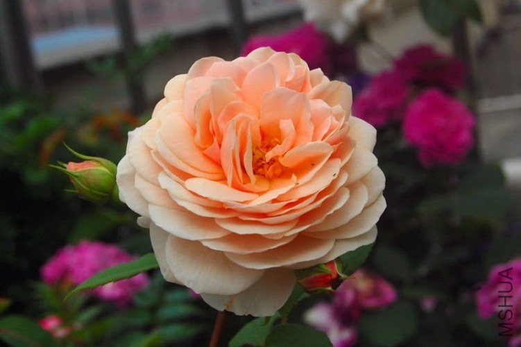 DSC_00500050.JPG