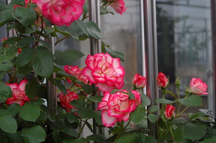 DSC_00170017.JPG