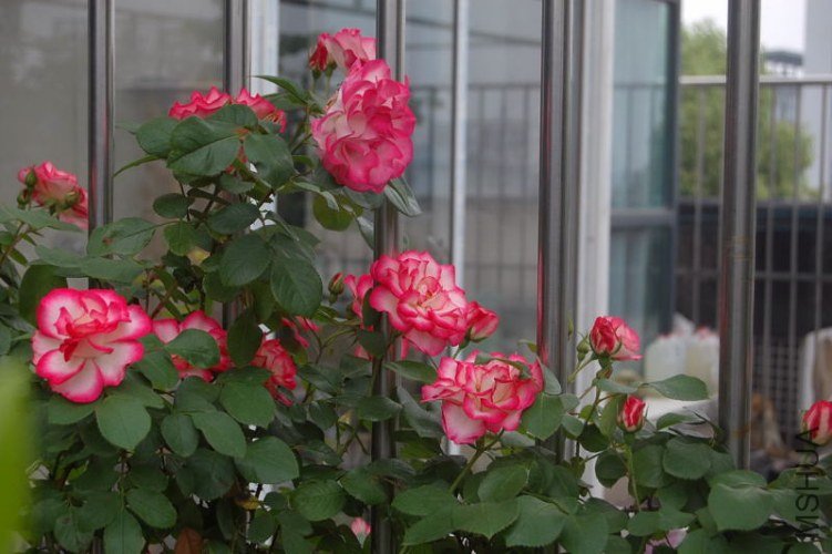 DSC_00190019.JPG